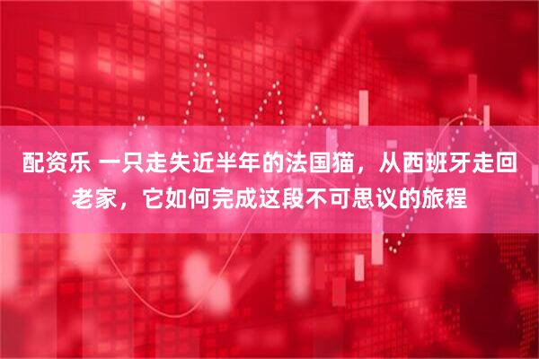 配资乐 一只走失近半年的法国猫，从西班牙走回老家，它如何完成这段不可思议的旅程